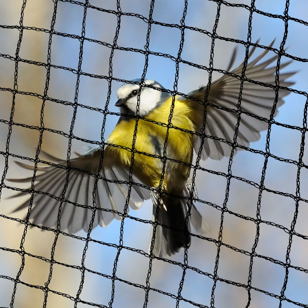 Anti-bird Net  (3)