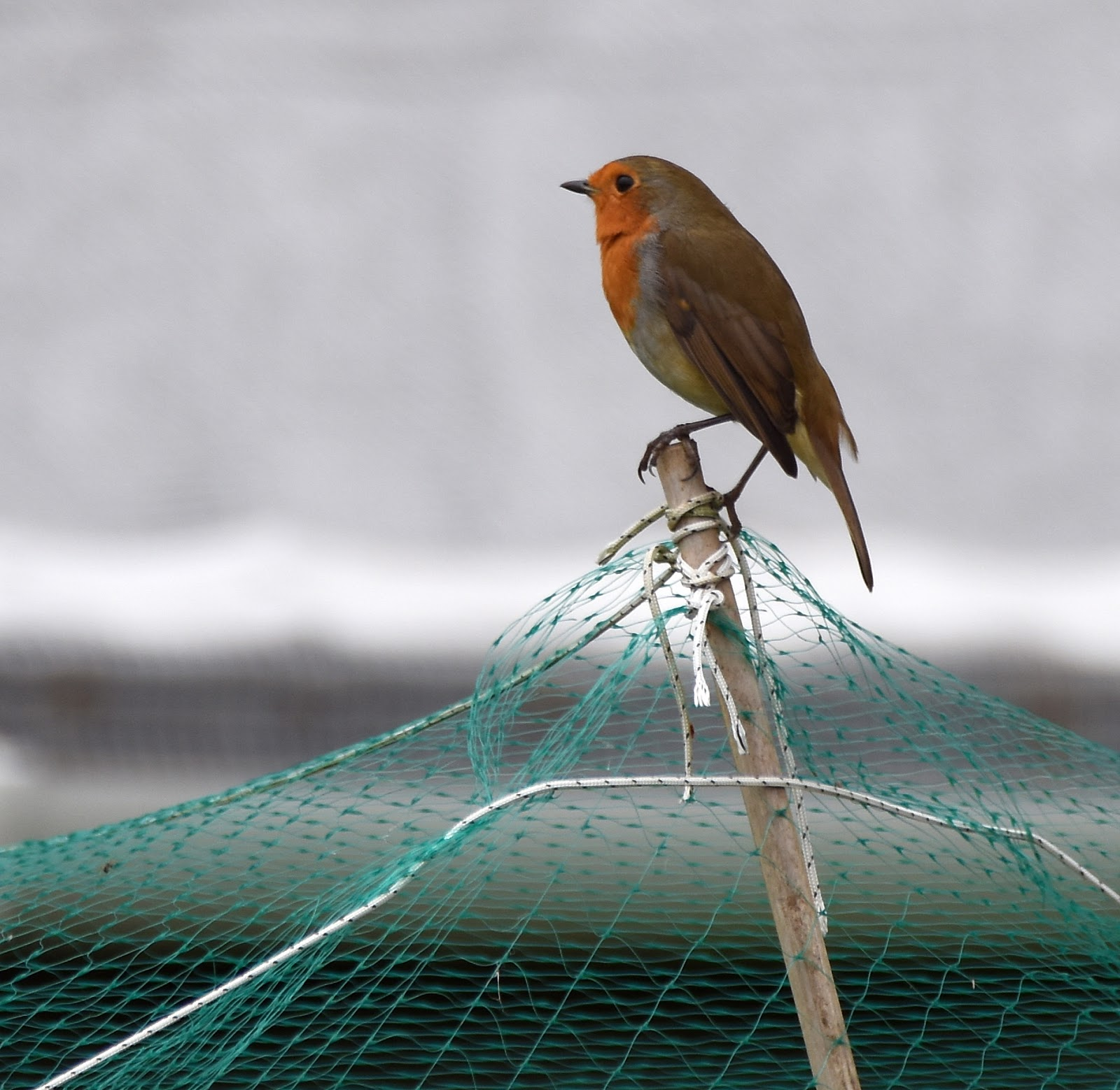 Anti-bird Net  (6)